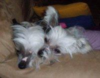 Chinese Crested Connection